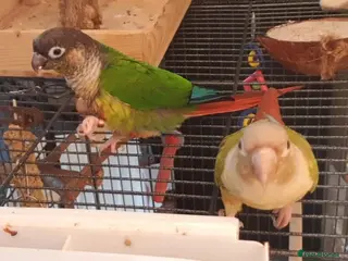 Conures birds Two lovely green cheek conures - Advert 2