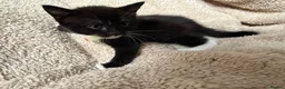 Mixed Breed cats for sale: 5 playful kittens for sale  in Chelmsford - Advert 14