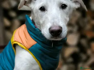 Mixed Breed dogs 💙Morozko💙 - 8.5-month-old joyful boy - Advert 1