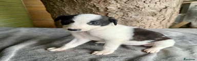 Lurcher Puppy 6