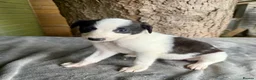 Lurcher dogs for sale: Lurcher saluki greyhound beddlington whippet - Advert 8