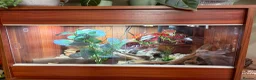 Leopard Gecko reptiles for sale: Leopard Gecko + Full Setup in Ipswich - Advert 4