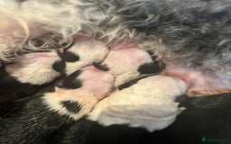 Sheepadoodle dogs for sale: Sheepadoodle Puppies -4 Female, 3 Male - Image 28