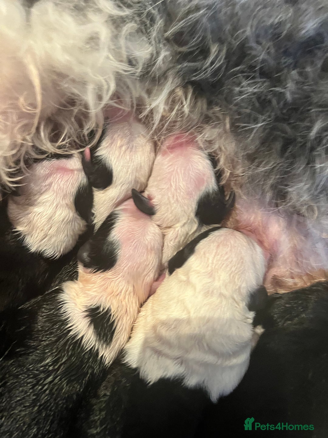Sheepadoodle dogs for sale: Sheepadoodle Puppies -4 Female, 3 Male - Image 28