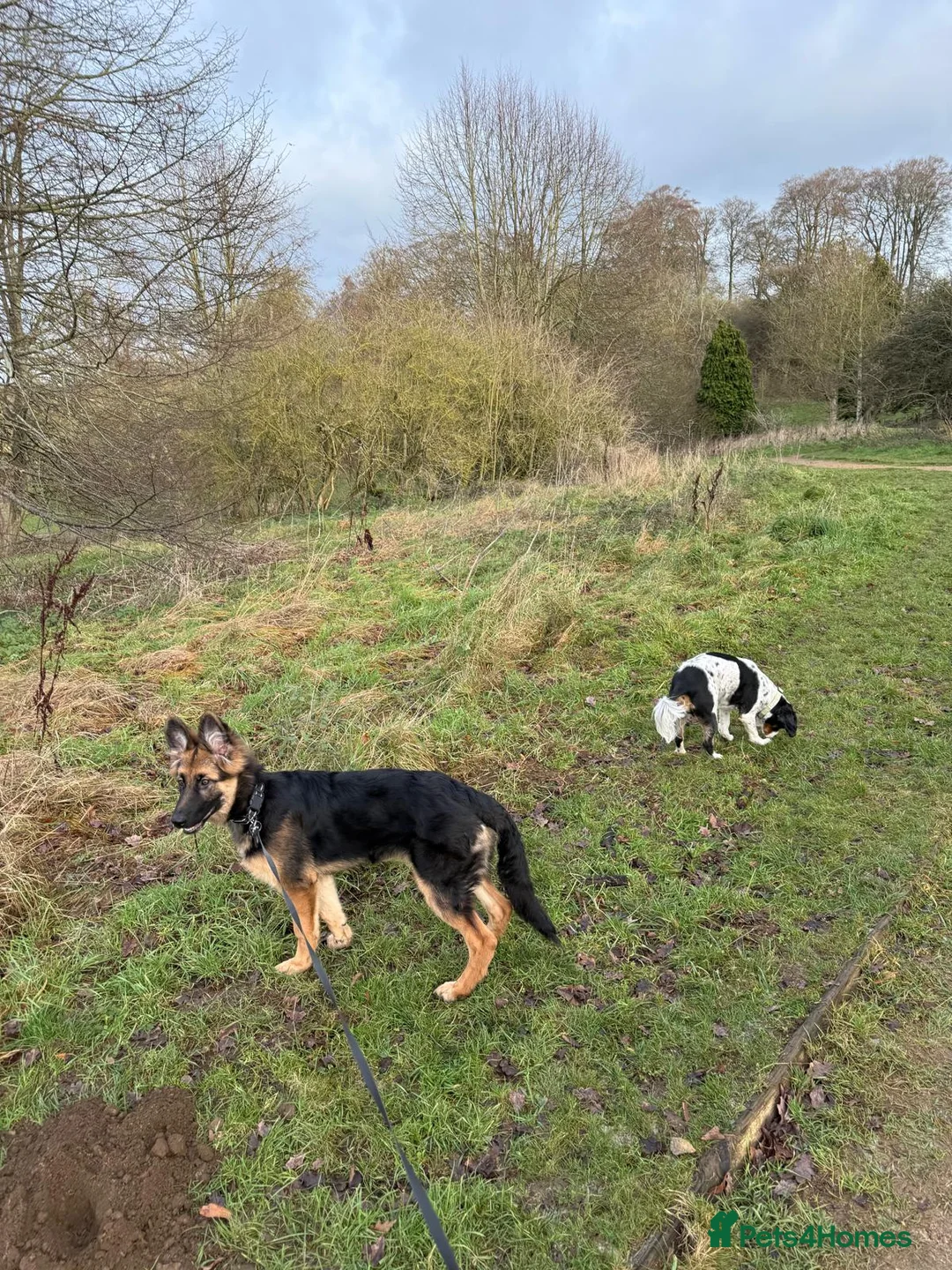 German Shepherd dogs for sale: German Shepard Puppy - Advert 3