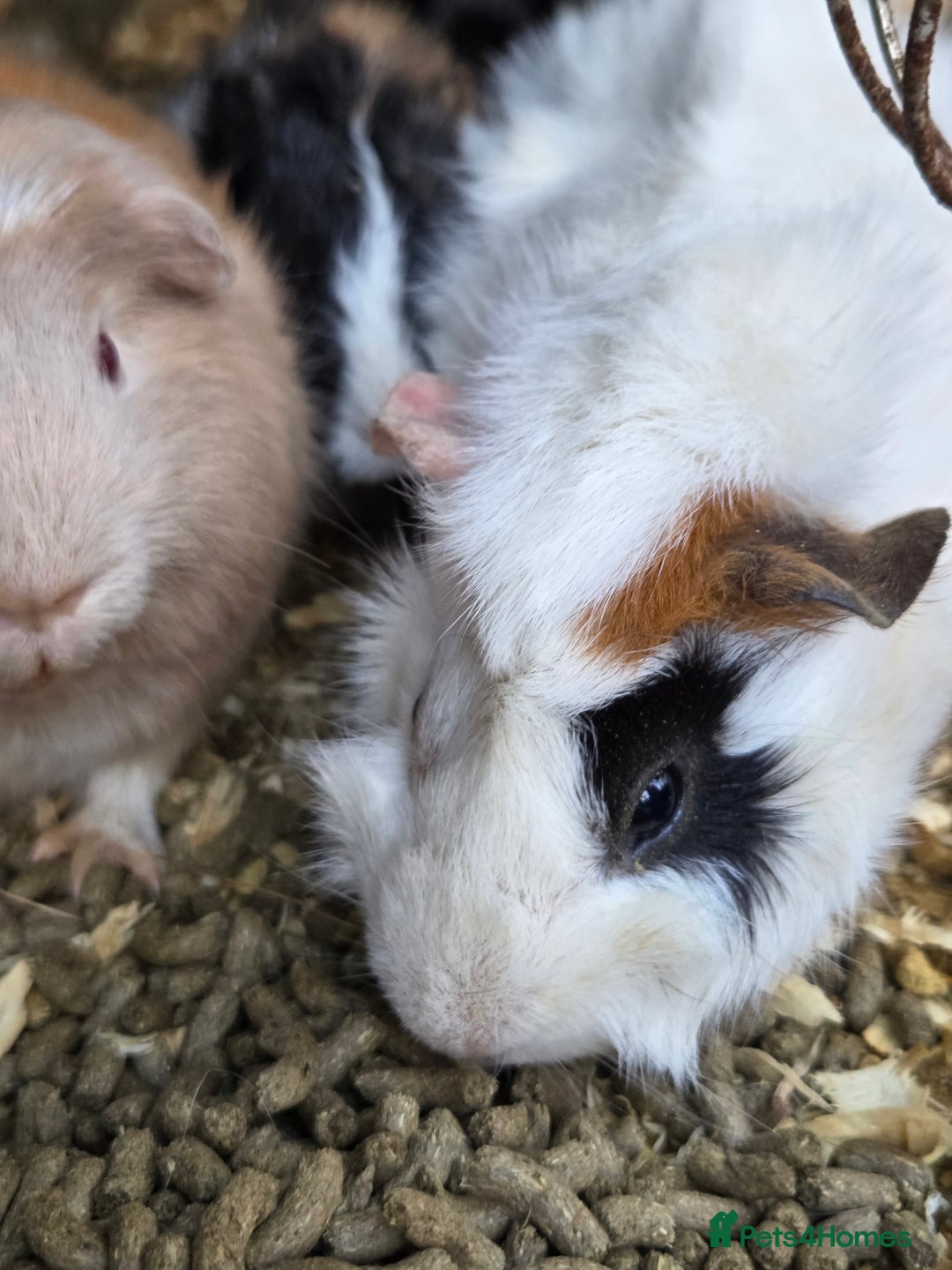 Guinea Pig rodents for sale: Variety of young guinea pigs - Advert 6