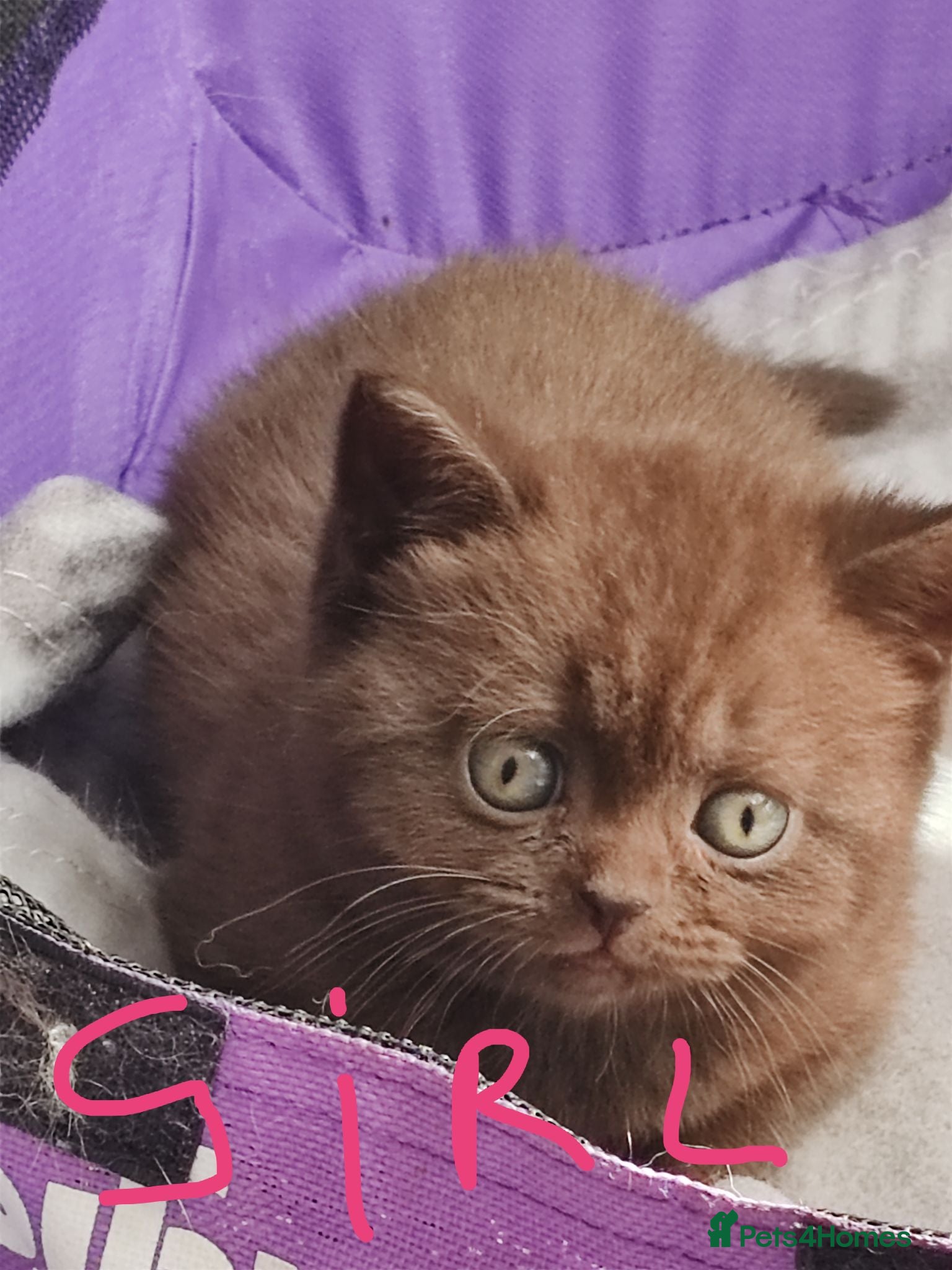 British Shorthair cats British shorthair kittens  - Advert 3