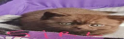 British Shorthair cats for sale: British shorthair kittens  - Advert 1
