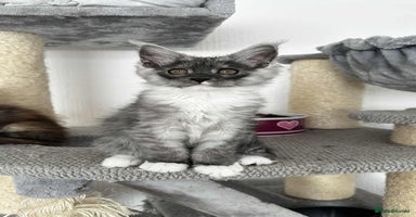 Maine Coon cats - Advert 1