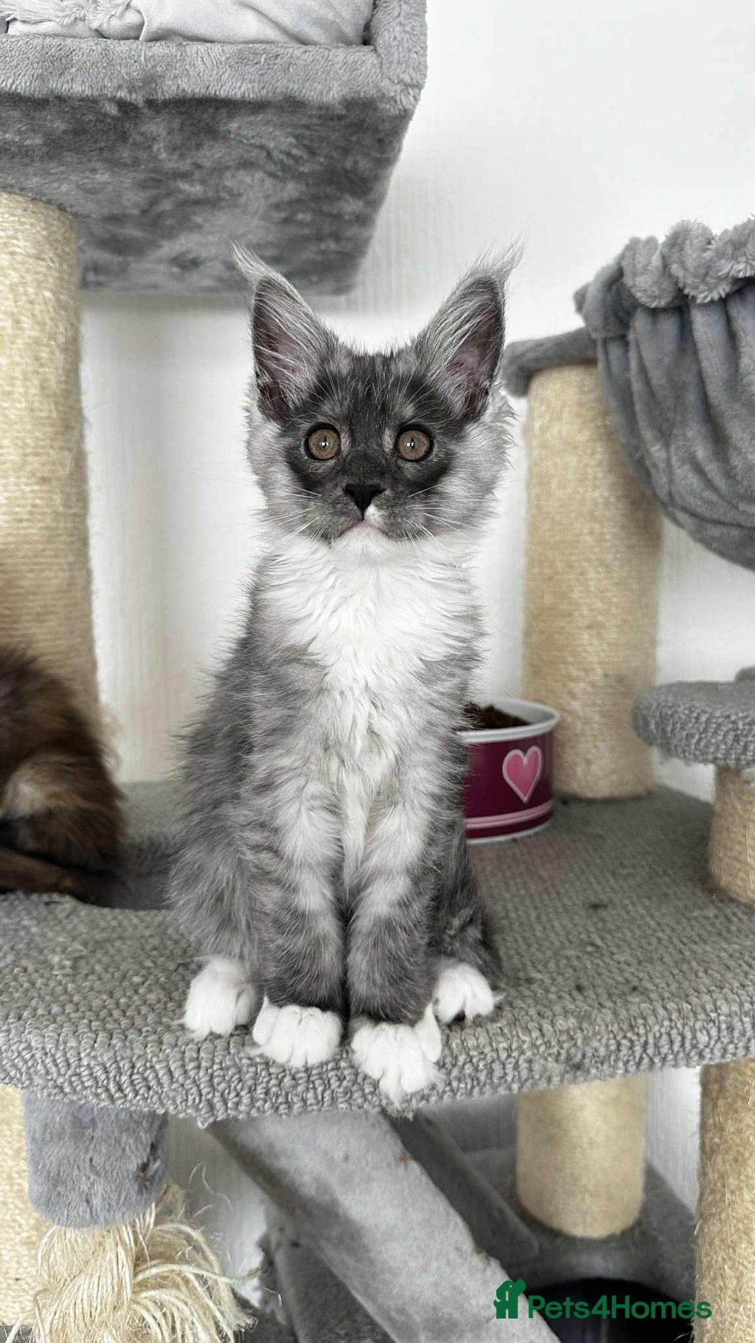 Maine Coon cats for sale: Maine coon - Image 7