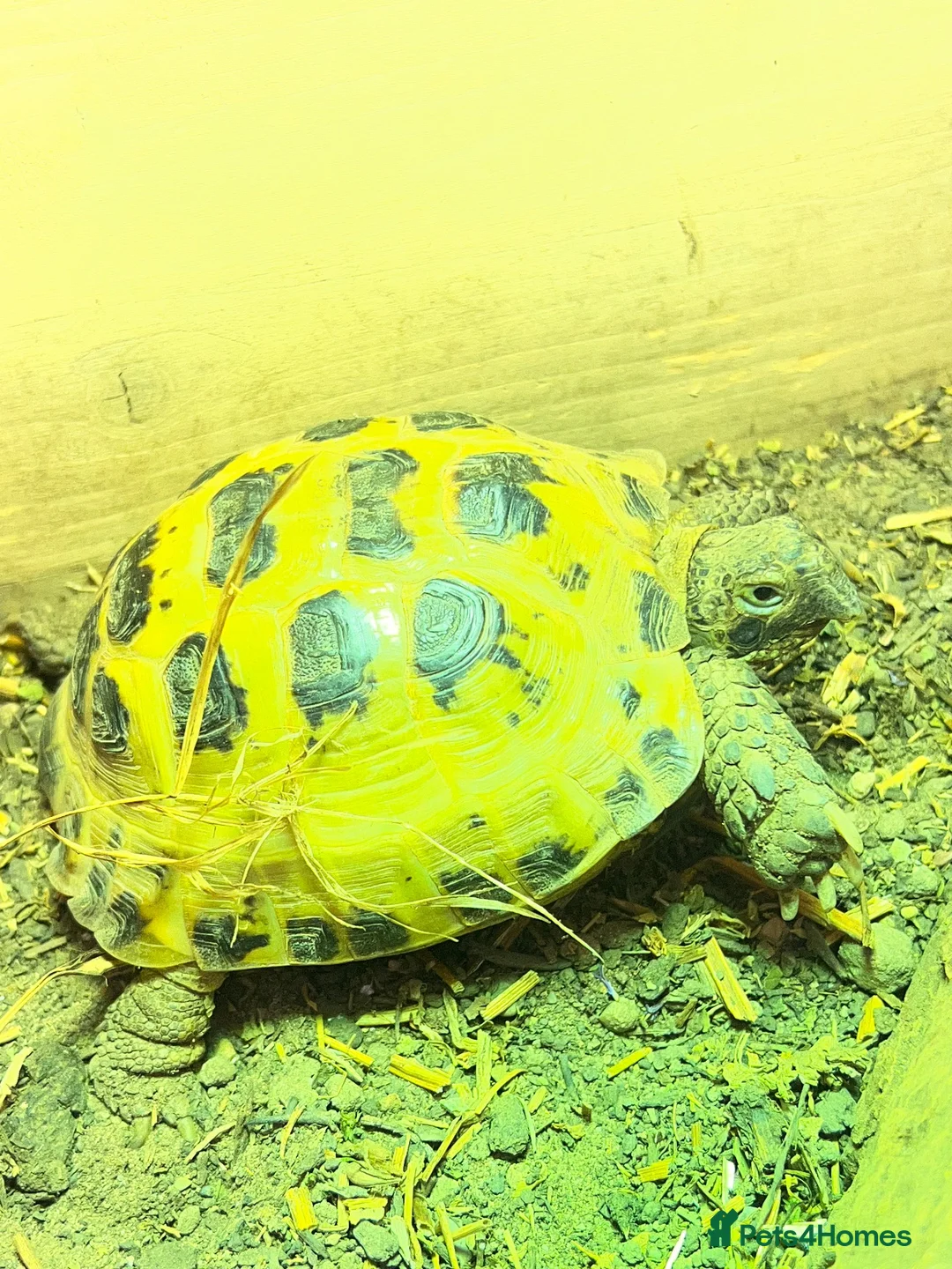 Tortoise reptiles for sale: Horsefield Tortoises male  in Norwich - Advert 1