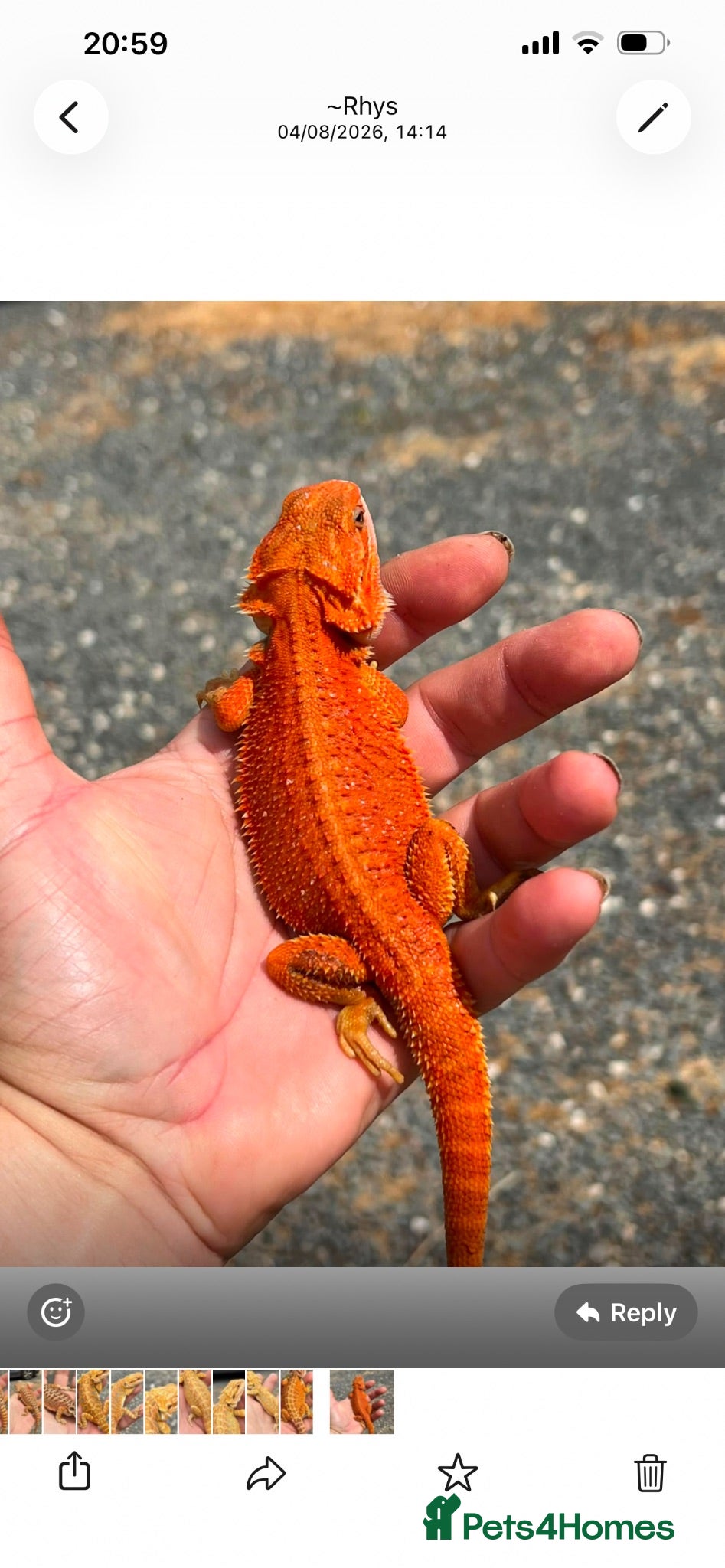 Bearded Dragon reptiles Red hypo trans Genetic Stripe Bearded Dragons - Advert 2
