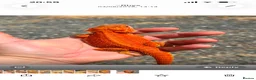 Bearded Dragon reptiles for sale: Red hypo trans Genetic Stripe Bearded Dragons - Advert 2