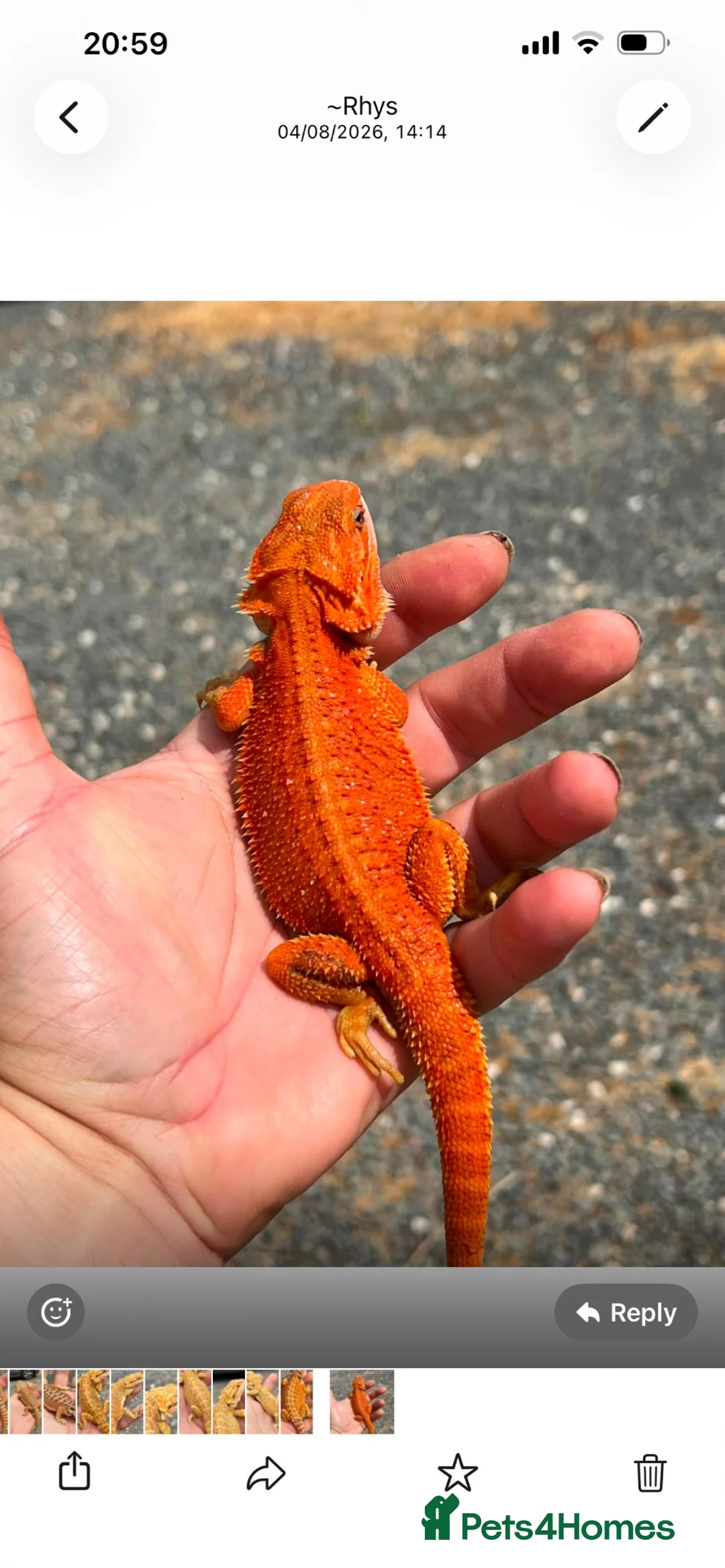 Bearded Dragon reptiles for sale: Red hypo trans Genetic Stripe Bearded Dragons - Advert 2
