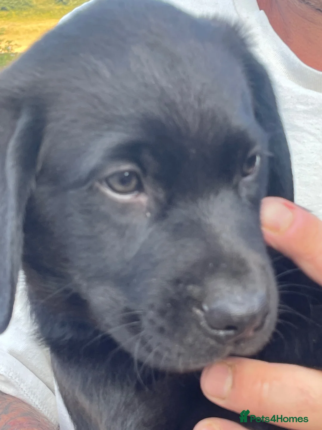 Labrador Retriever dogs for sale: Labrador puppies  - Advert 11