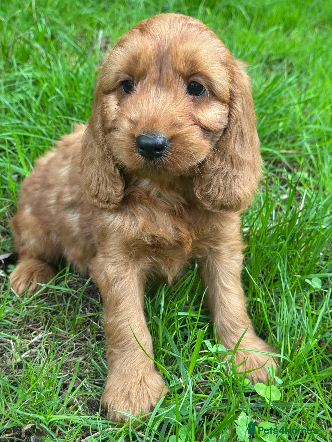 Cockapoo dogs for sale: FLUFFY F1 COCKAPOO PUPPIES HEALTH TESTED PARENTS - Advert 20