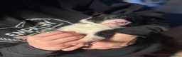 Border Collie dogs for sale: Working Line Border Collie Puppies - 4 girls left - Advert 7