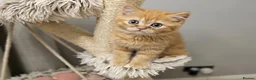 British Shorthair cats for sale: Beautiful British Shorthair & Longhair Kittens - Advert 18