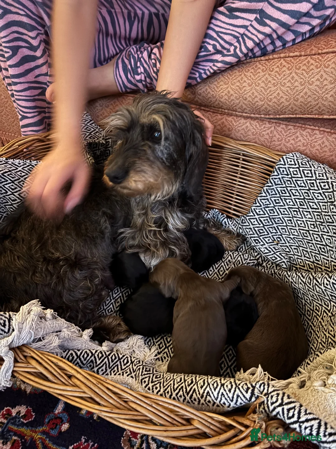 Mixed Breed dogs for sale: Teckel cross Springador puppies - Advert 2