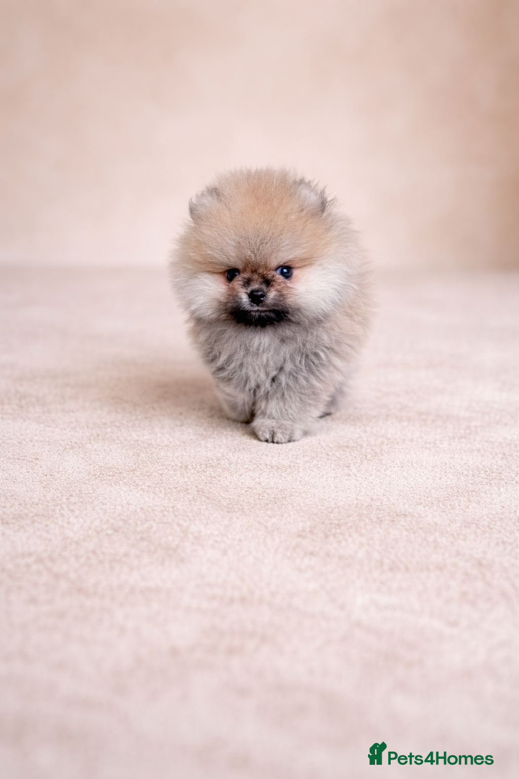 Pomeranian dogs Quality Teddy Bears  - Advert 2