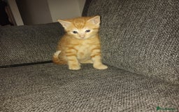Mixed Breed cats for sale: 3 kittens for sale  - Image 5