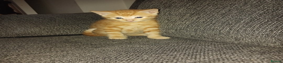 Mixed Breed Kitten 1