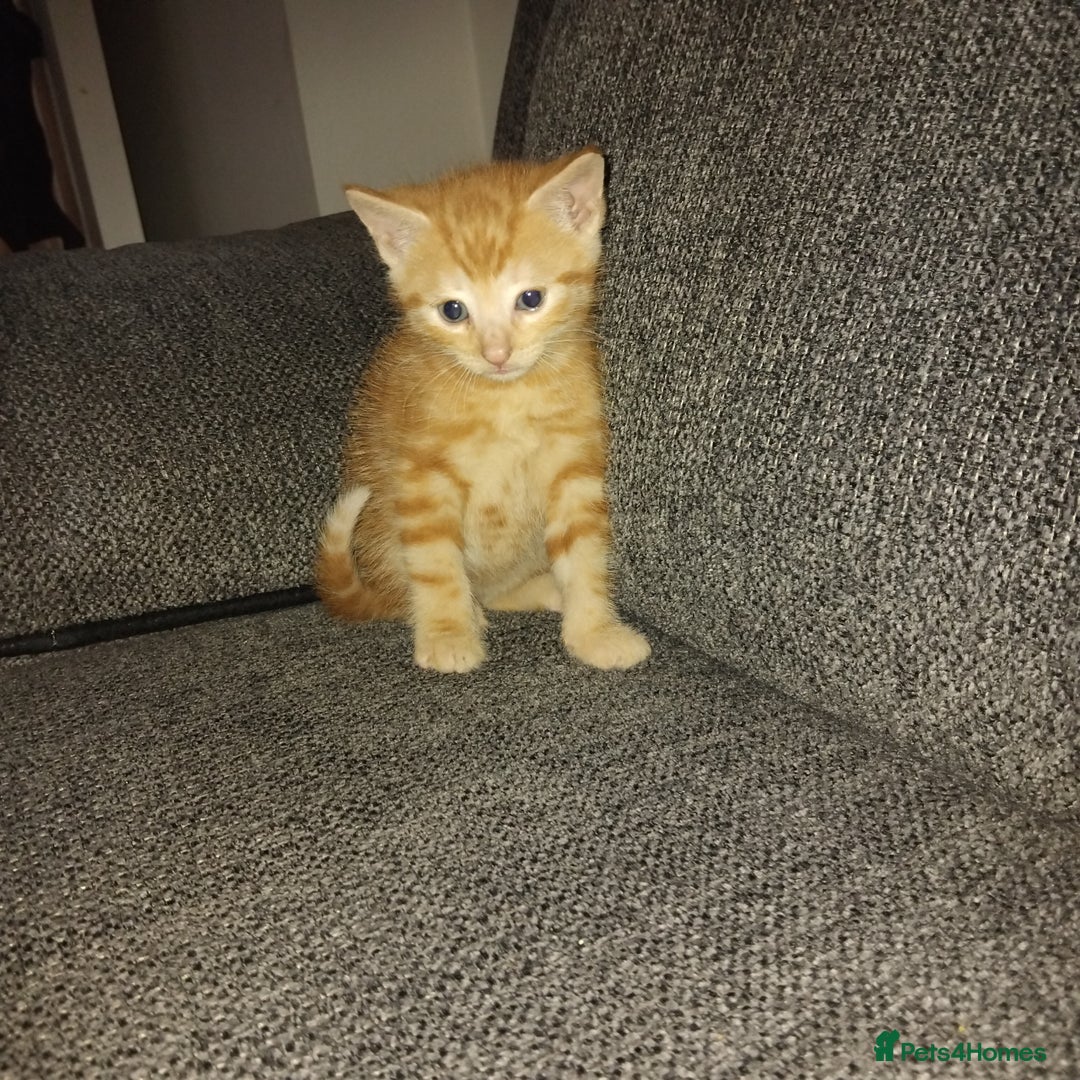 Mixed Breed cats for sale: 3 kittens for sale  - Image 5