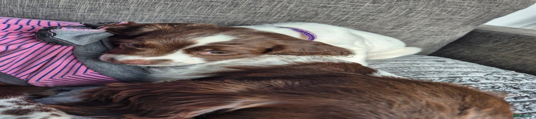 Miss Purple