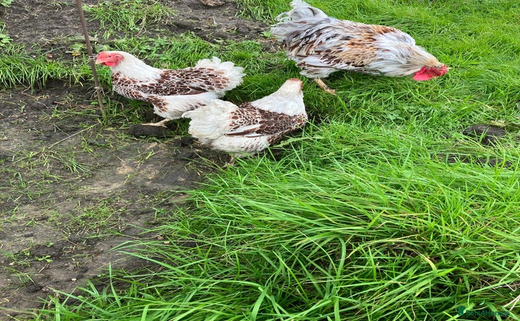Chickens poultry - Advert 5