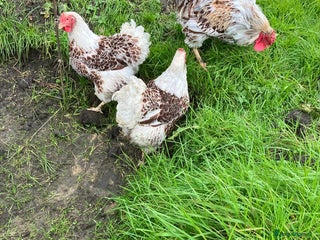 Chickens poultry - Advert 30