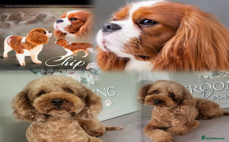 Cavapoo dogs - Advert 1