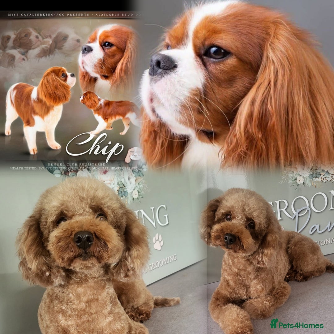 Cavapoo dogs for sale: Deep red F1 Toy Cavapoo puupies  - Image 1