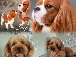 Cavapoo dogs - Advert 20