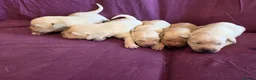Goldador dogs for sale: Gorgeous KC Line Goldador Puppies 🐾  - Advert 6