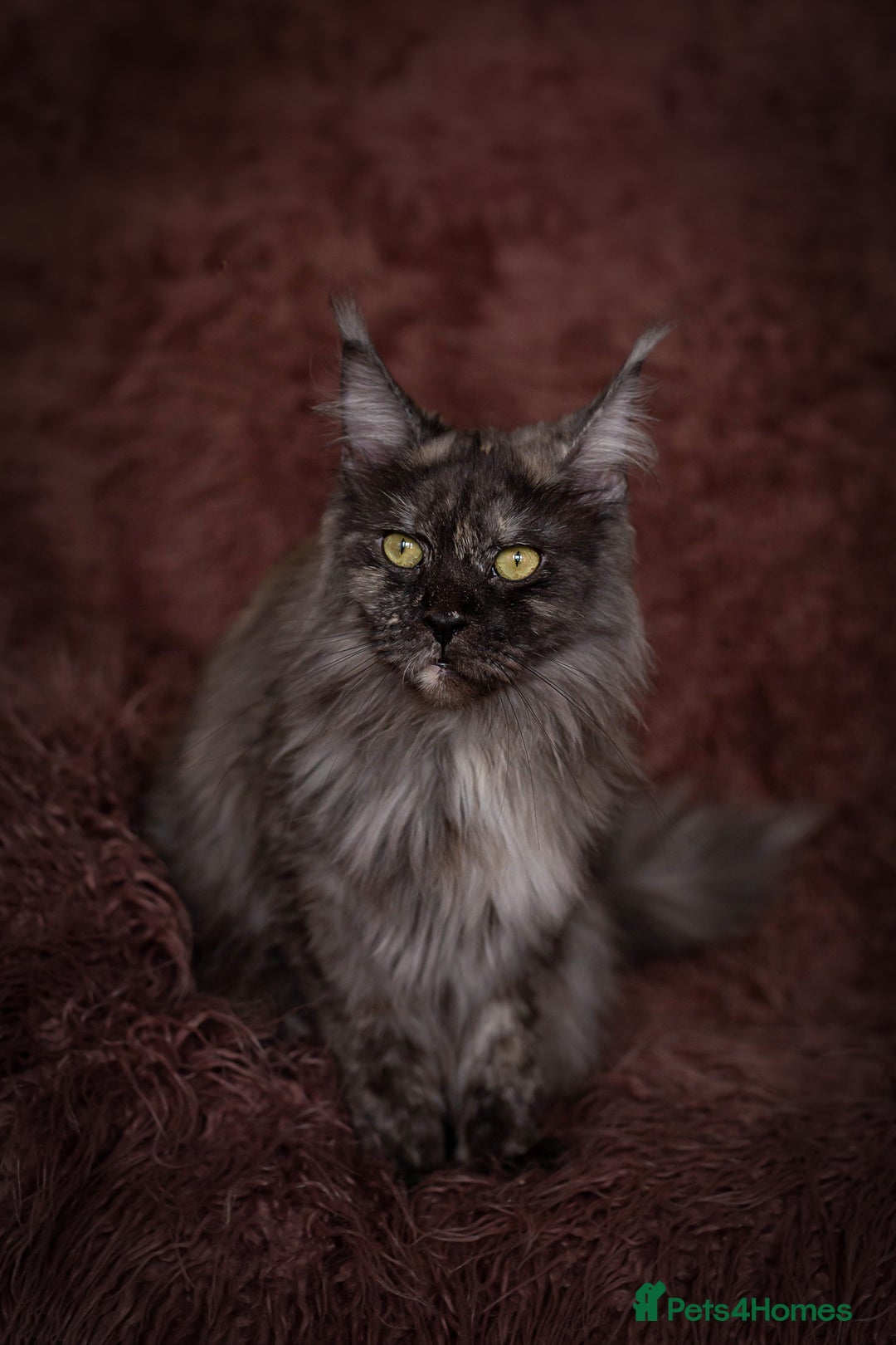Maine Coon cats for sale: Maine Coon girl - Advert 6