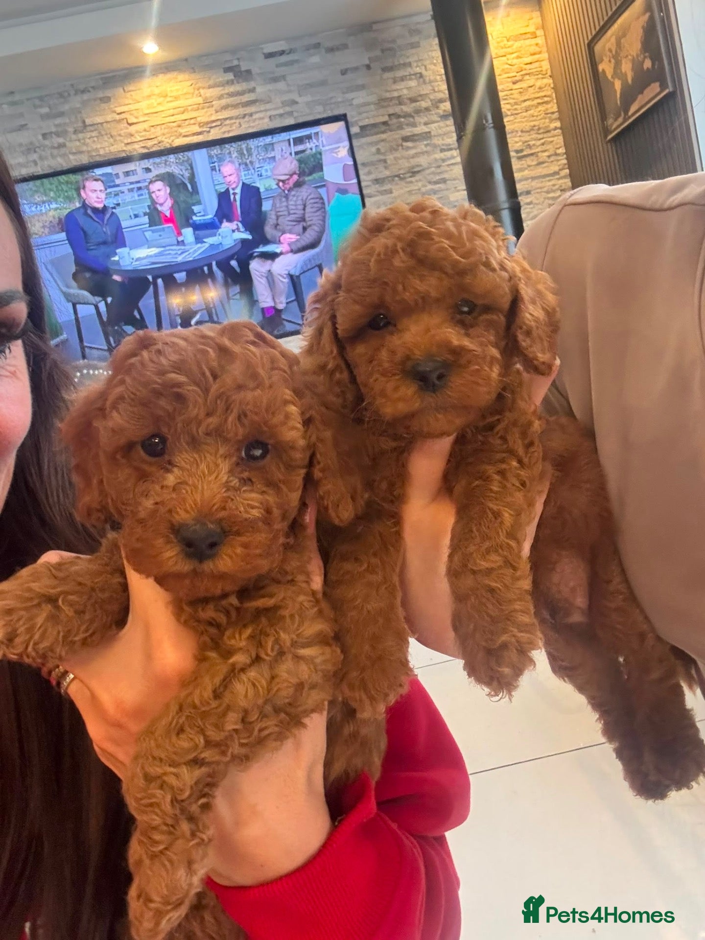 Cockapoo dogs for sale: STUNNING RED COCKAPOO PUPPIES - Advert 2