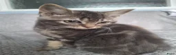 Mixed Breed cats for sale: 2 beautiful maincoone cross x mixed breed kittens  - Advert 8