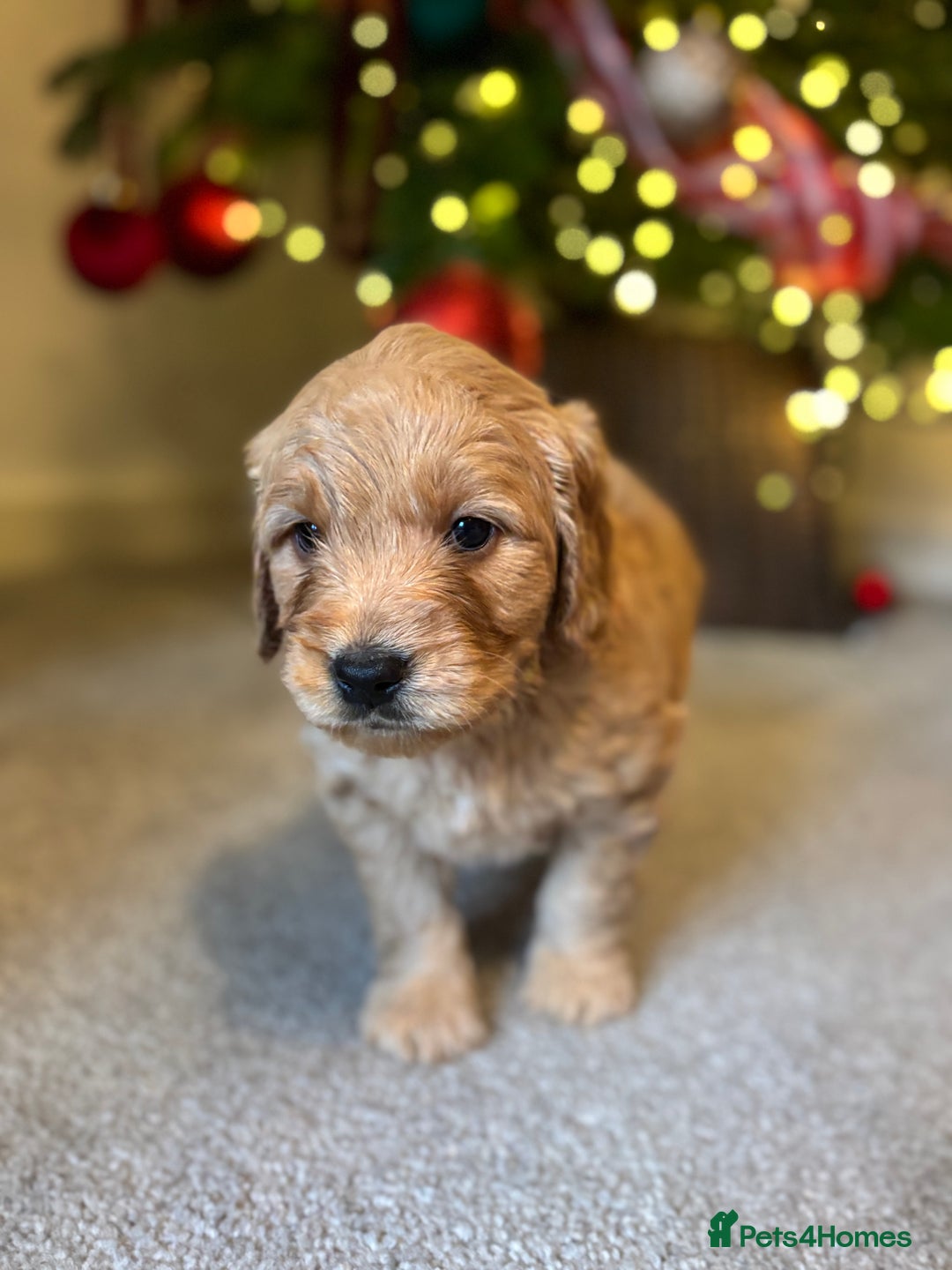 Mini Goldendoodle dogs for sale: F2 mini golden doodle puppies.  - Advert 2