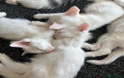 European cats for sale: Little kitten looking for a loving home - Image 7