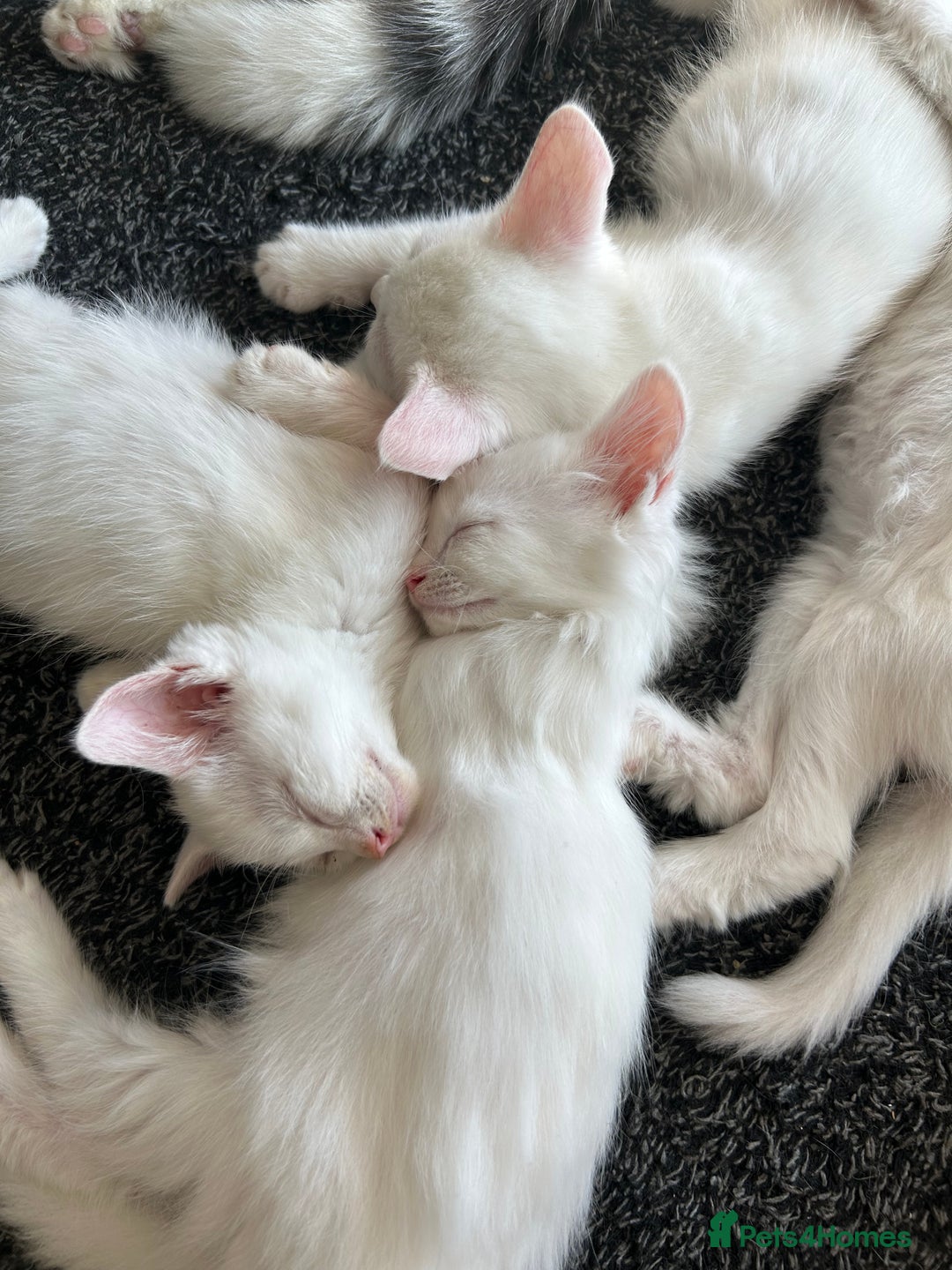 European cats for sale: Little kitten looking for a loving home - Image 7