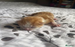 Domestic Shorthair cats for sale: 2 Ginger male kittens available  - Image 19