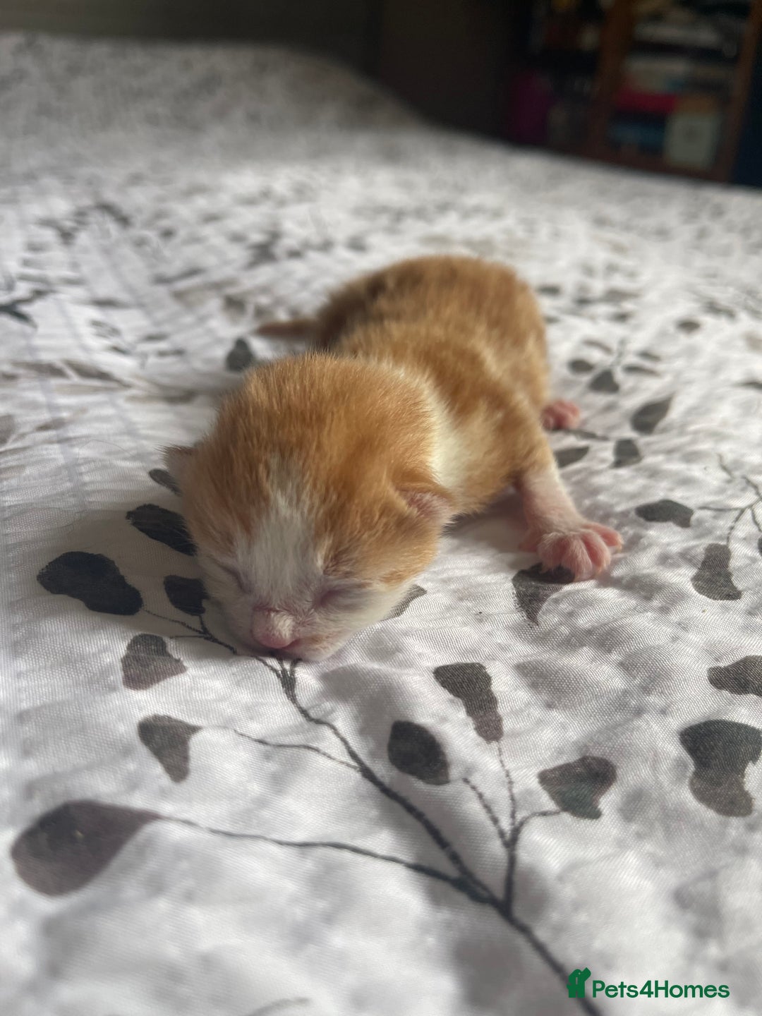 Domestic Shorthair cats for sale: 2 Ginger male kittens available  - Image 19
