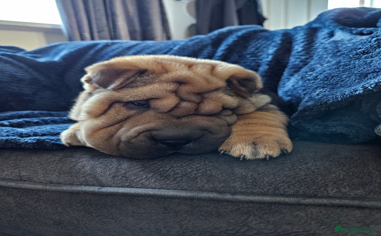 Shar Pei dogs - Advert 2