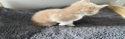 Mixed Breed cats for sale: Beautiful cream kittens for sale - Advert 7