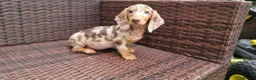 Miniature Dachshund dogs for sale:  Beautiful Mini dachshund   - Advert 7