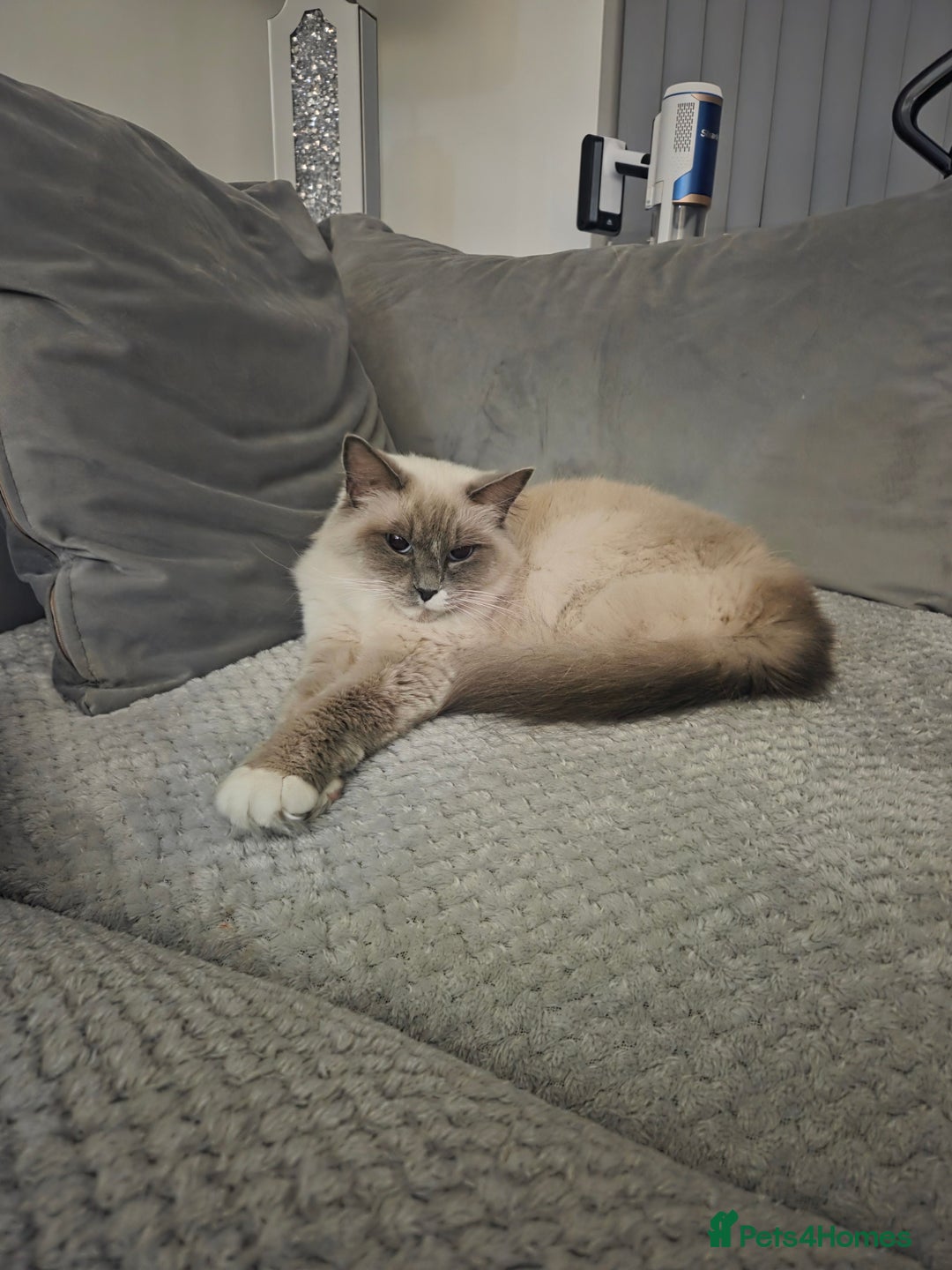 Ragdoll cats for sale: Ragdoll female kitten - Advert 5