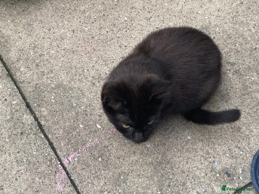 York Chocolate cats for sale: York Choclate Male and female kitten  - Image 1