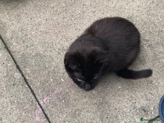 York Chocolate cats - Advert 4