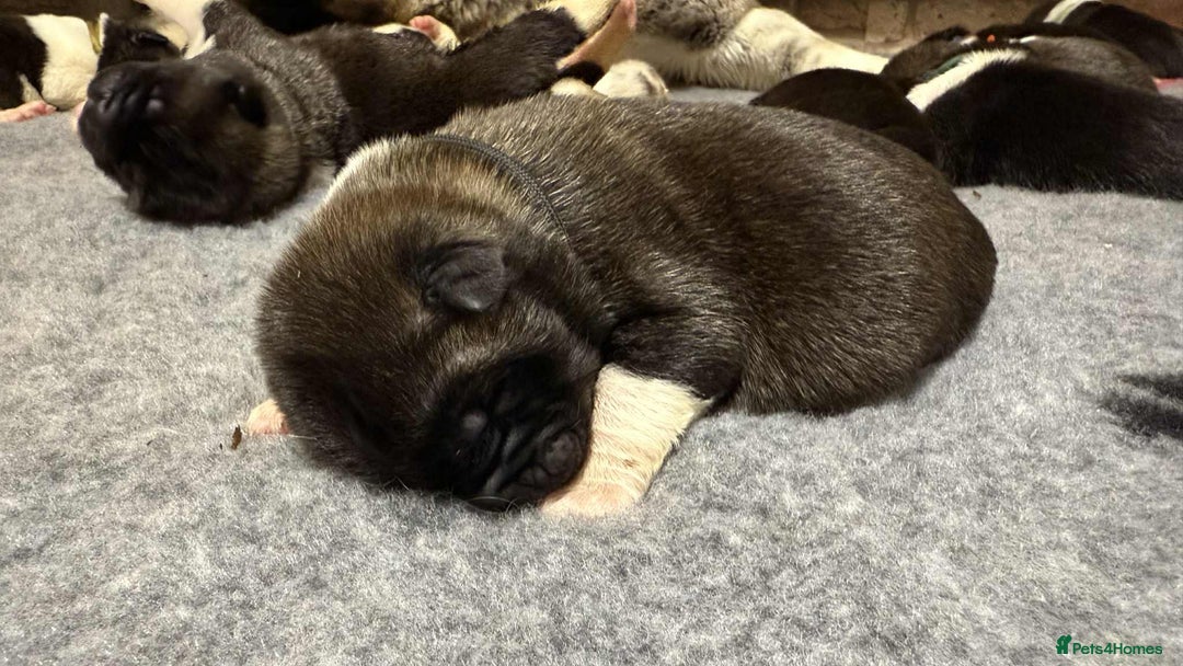 Akita dogs for sale: AMERICAN AKITA LOOKING FOR HOME - Advert 1