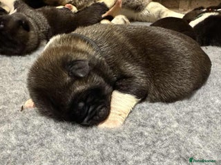 Akita dogs AMERICAN AKITA LOOKING FOR HOME - Advert 9